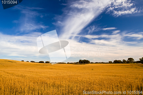 Image of Yellow wheat field