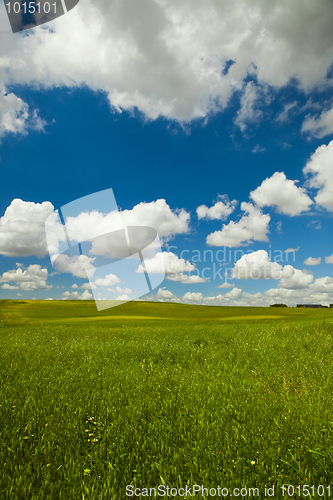 Image of Green meadow