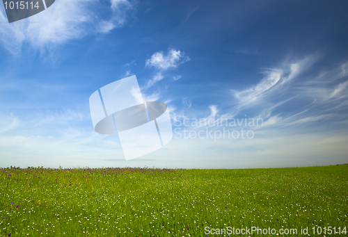 Image of Green meadow