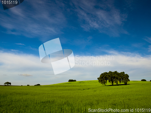 Image of Green meadow