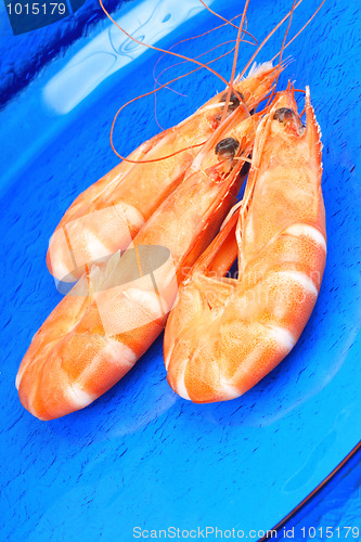 Image of Three shrimps over blue