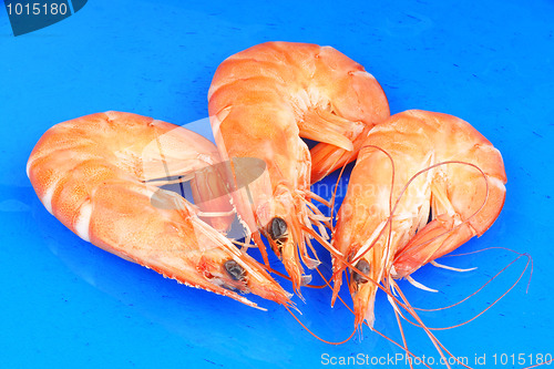 Image of Three shrimps over blue