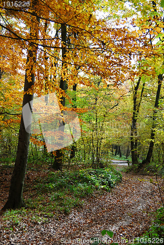 Image of Autumn forest path