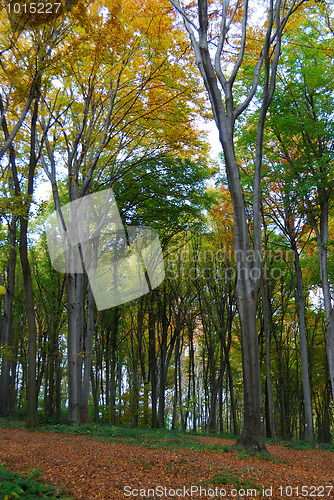 Image of Autumn forest path