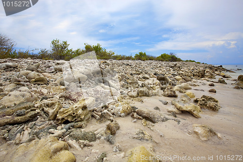 Image of Corals