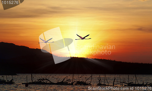 Image of Flamingos flying
