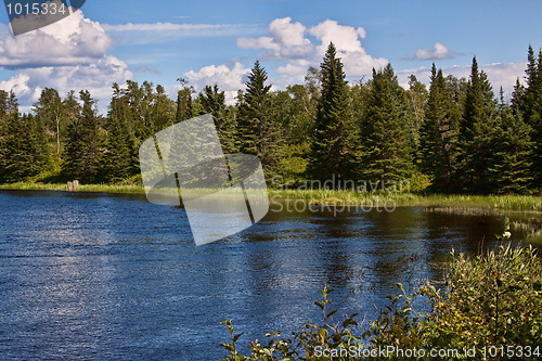 Image of Scenic forest