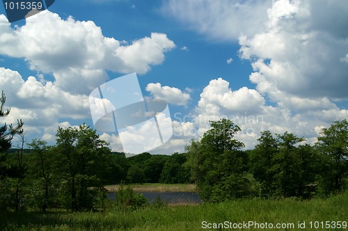 Image of Forest landscape