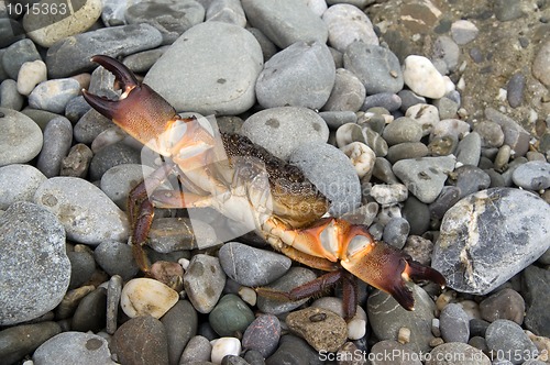 Image of Crab on the pebbles