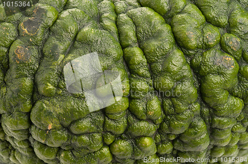 Image of Background of green pumpkin.