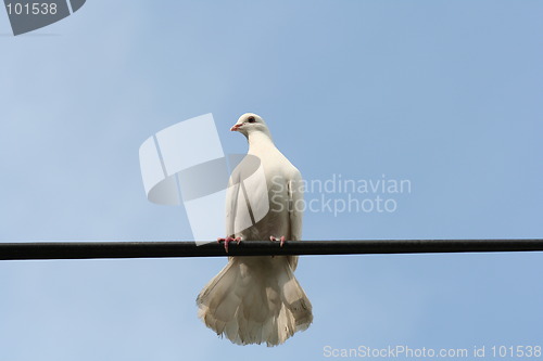 Image of White bird