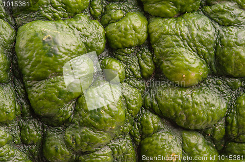 Image of Background of green pumpkin.