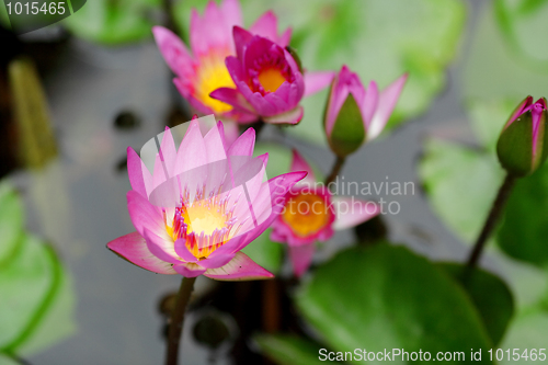 Image of lotus flower