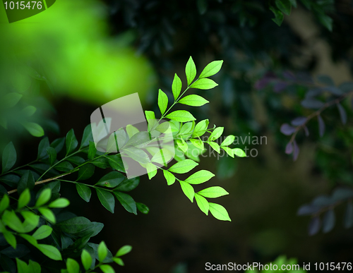 Image of green leaf