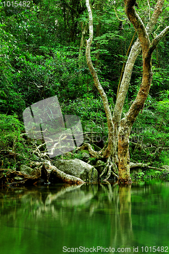Image of tree in forest