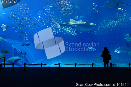 Image of aquarium tank