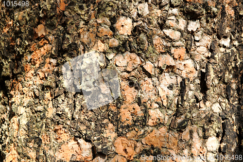 Image of Old tree bark