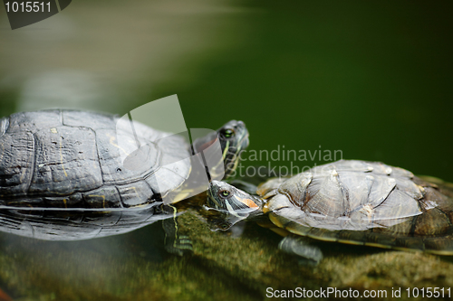 Image of turtle chatting