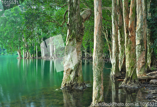 Image of lake with tree
