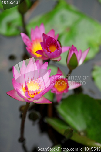 Image of lotus flower