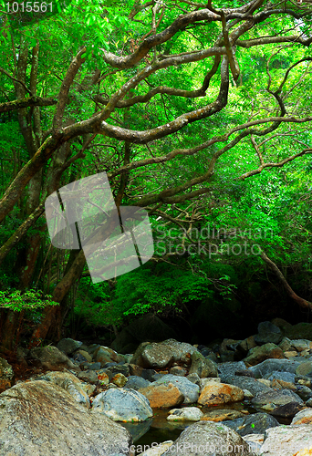 Image of forest