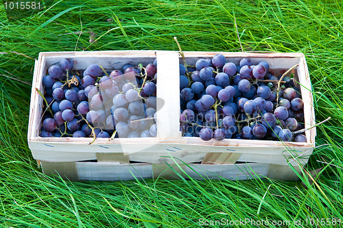 Image of Red grapes