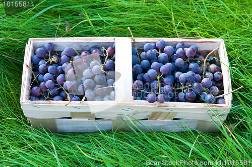 Image of Red grapes