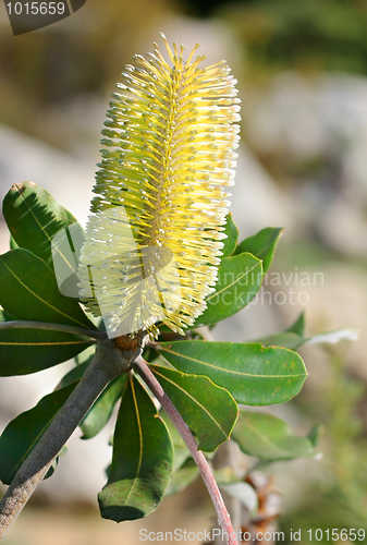 Image of Banksia integrifolia