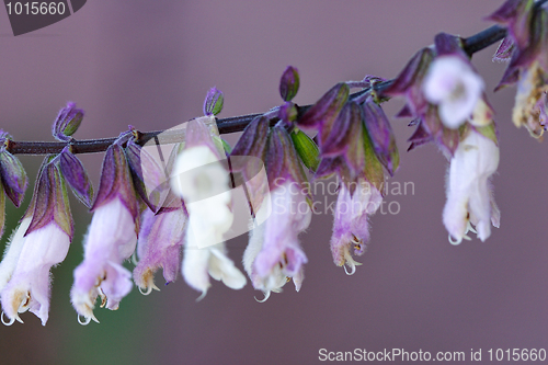 Image of Salvia Mexicana - macro