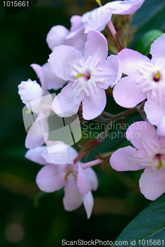 Image of Luculia gratissima - Sweet Luculia