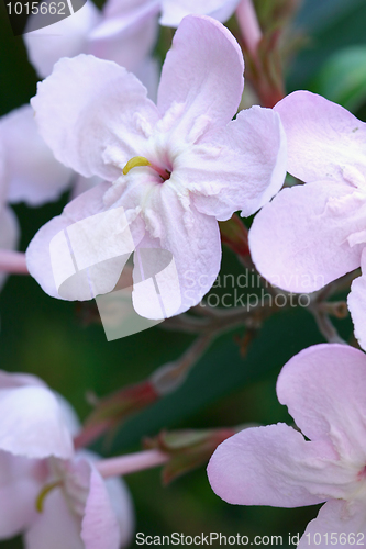 Image of Luculia gratissima - flowers