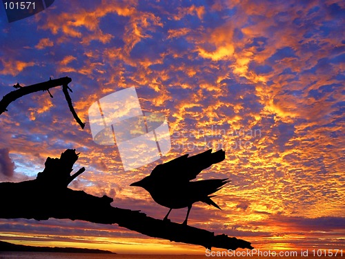 Image of Black bird against the sunset