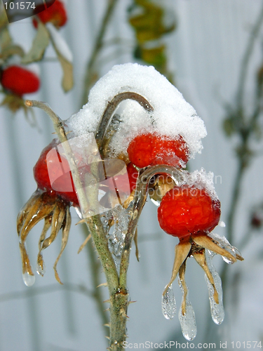 Image of Berries under snow