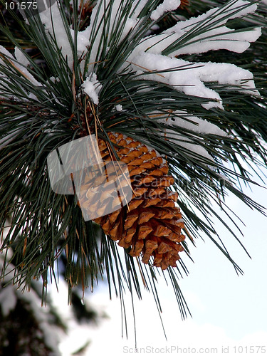 Image of Big Pine Cone