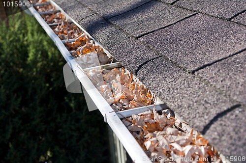 Image of Leaves in rain gutter.