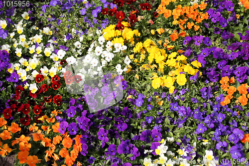 Image of Flower background