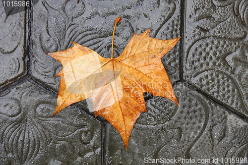 Image of Autumn leaf