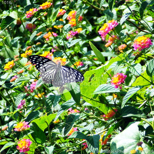 Image of Butterfly Unbounted