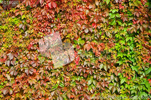 Image of Autumn
