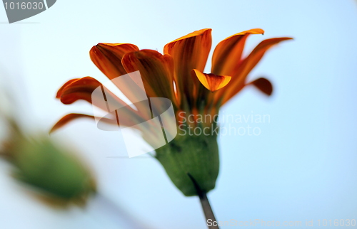 Image of gazania