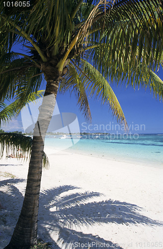 Image of Palm tree at Trou aux biches beach Mauritius Island