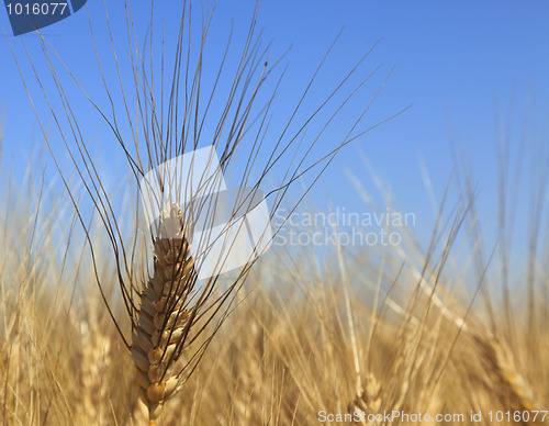 Image of Wheat field