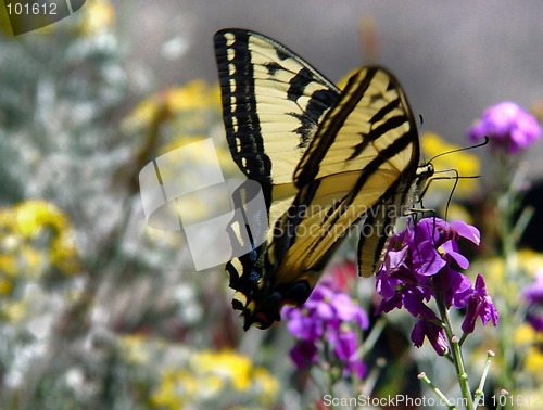 Image of Butterfly