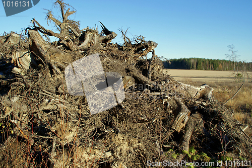 Image of Tree Stumps, Alternative Energy Source