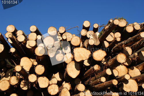 Image of Spruce Logs Stacked with Blue Sky Background