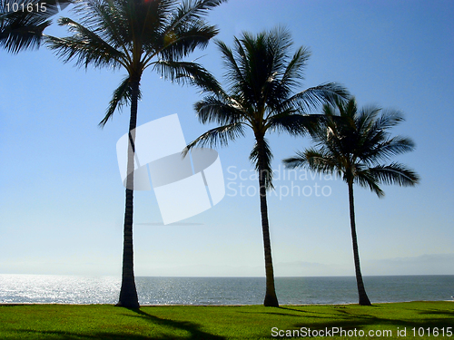 Image of Three palm trees at the beach