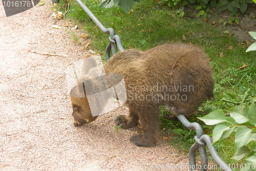 Image of Bear