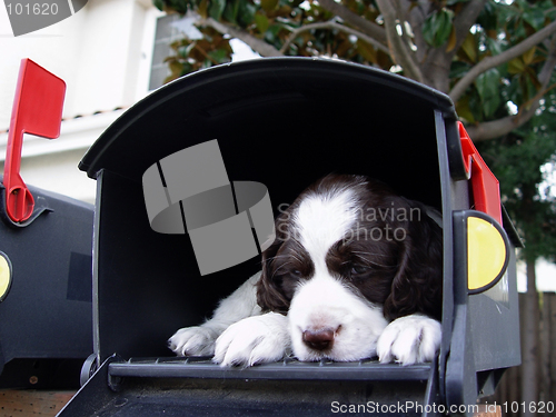 Image of Cute puppy in the mailbox