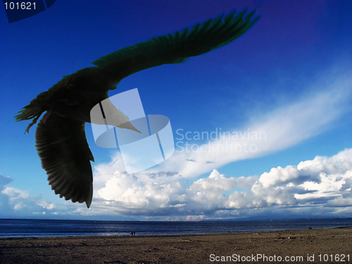 Image of Sea gull