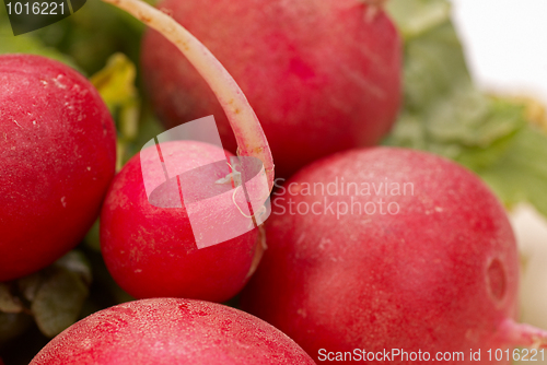 Image of Red radish